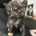 Ragdoll x Calico kittens-3