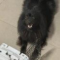 Black Pomeranian Dog-3