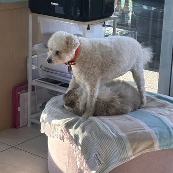 Beautiful Bichon Boy- Teddy