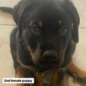 Two female Rottweiler puppies -2