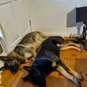 German Shepherd puppies-1