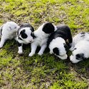 Border Collie Puppies-0