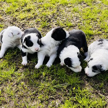 Border Collie Puppies