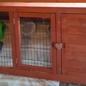 Two adorable Guinea Pigs for sale-2