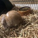 Rehoming 1 female mini lop rabbit-2