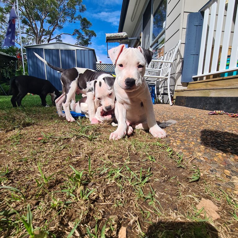 American staffy pups