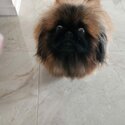 A Pair of Pekingese for sale -4