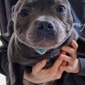 Staffie dog looking for new friend, family &amp; home(READ THIS POST, IF YOU WANT ME TO GET BACK TO -0