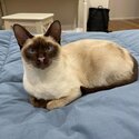 1 yr old Female Tonkinese Cat waiting to find her forever home.-1