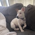 Jack Russel Terrier Puppy pure bred -2