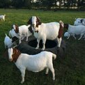 Friendly Boer goats 10 months old availabe-1