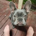 Gizmo the French bulldog-3