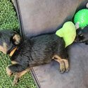 Rottweiler Puppies for Sale -5