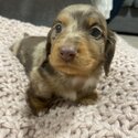 Miniature dachshunds -1