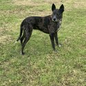 GONE - Free to good home - 6.5 year old Koolie X Great Dane-1