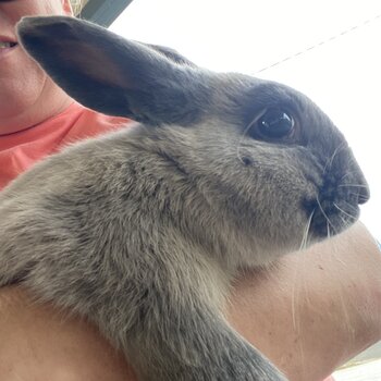 Year old rabbits need homing, toilet trained