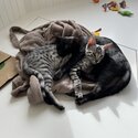 2 x Bengal X cats 6 months old male brothers-1