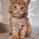 lovely Maine coon kittens for sale-2