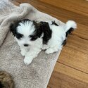 Adorable fluffy Maltese Shihtzu puppies-4