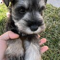 Schnauzer Puppies looking for forever home (Mini)-1