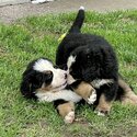 Bernese mountain puppies for sale from Step 18 2024-4