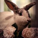 FREE lop-eared bunnies Milly &amp; Angus - seeking loving home together!-3