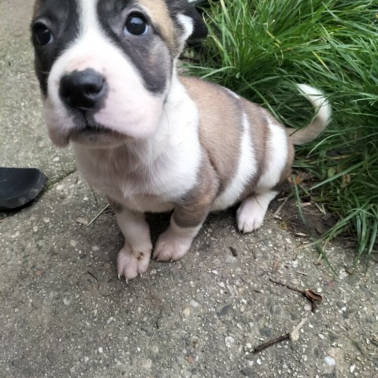 8 week old staffy puppies