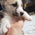 Siberian Husky/bull Mastiff puppies -4