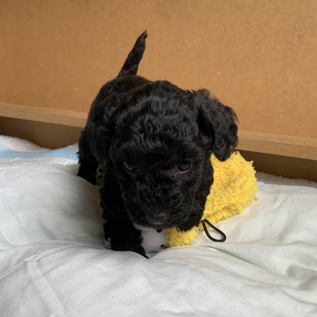 male-toy-poodle-puppy