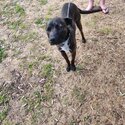 American staffie cross-1