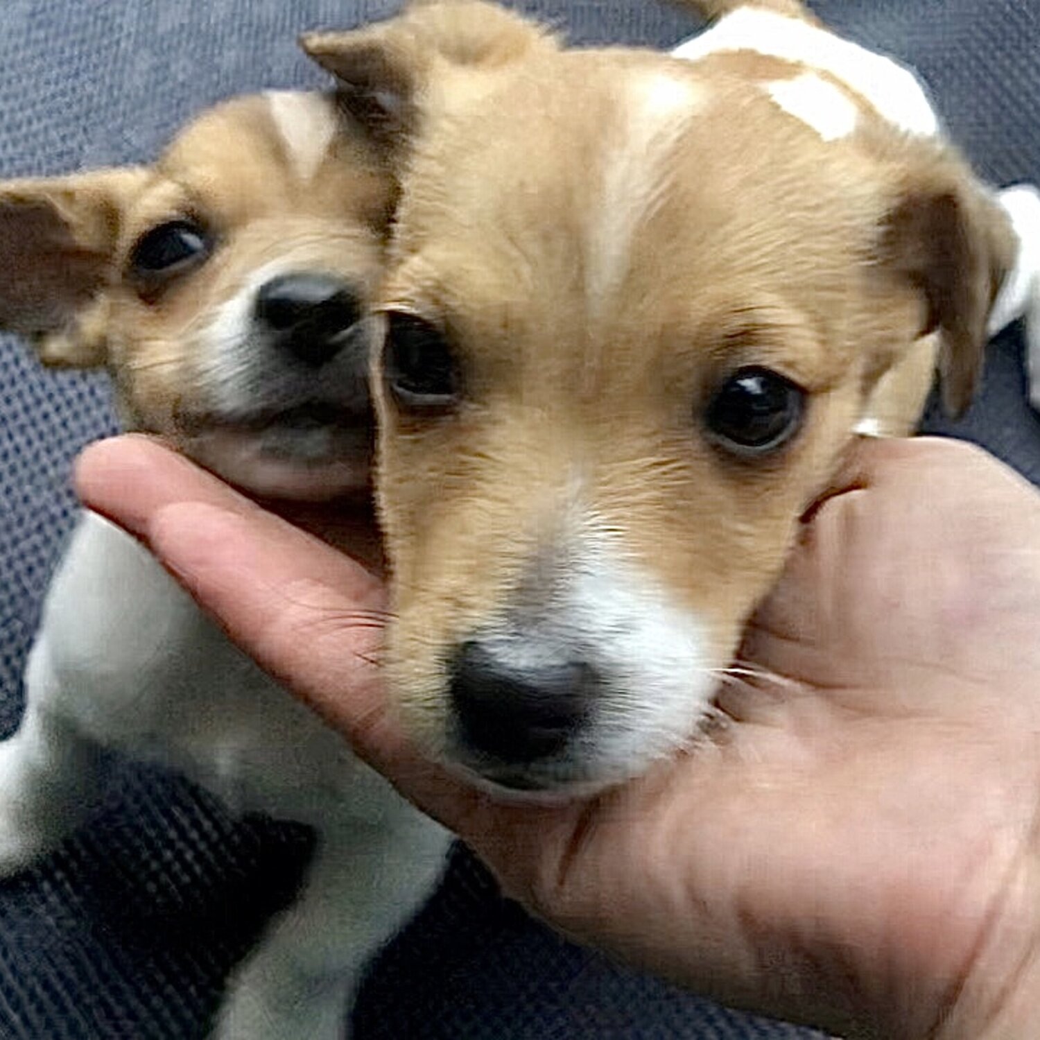 TEACUP Chihuahua x puppies