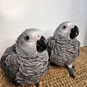 African grey parrots for sale-1