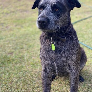 Smithfield Blue Healer  