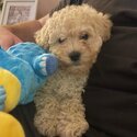 Cavoodle Puppy for sale-5