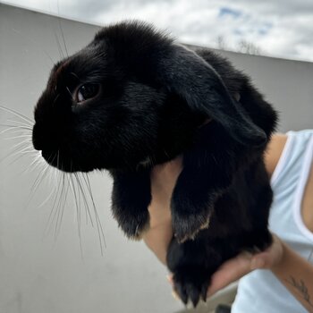 2 Alaska Rabbits (Male and female)