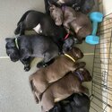 Purebred Labrador puppies-1