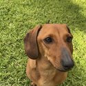 Purebred MiniatureDachshund -2