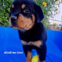 Rotweiler Puppies-3