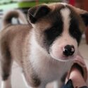 American Akita puppies READY FOR HOME-0