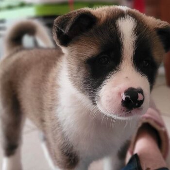 American Akita puppies READY FOR HOME