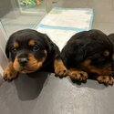 Pure bred rottweiler puppies-1