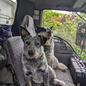 Cattle dog female -1