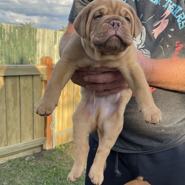 Dogue De Bordeaux puppies