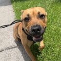 Zoey needs a new home!-2