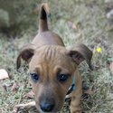 Male dachshund X jack Russell Puppy -2