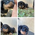 Purebred Rottweiler puppies -3