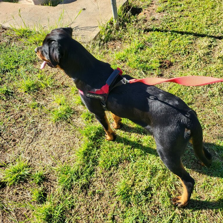 Pure German Rottweiler 