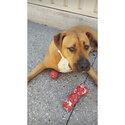 Large Mixed Breed Looking for New Family to Love-0