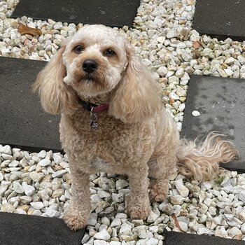 Female Red And White Cavoodle 