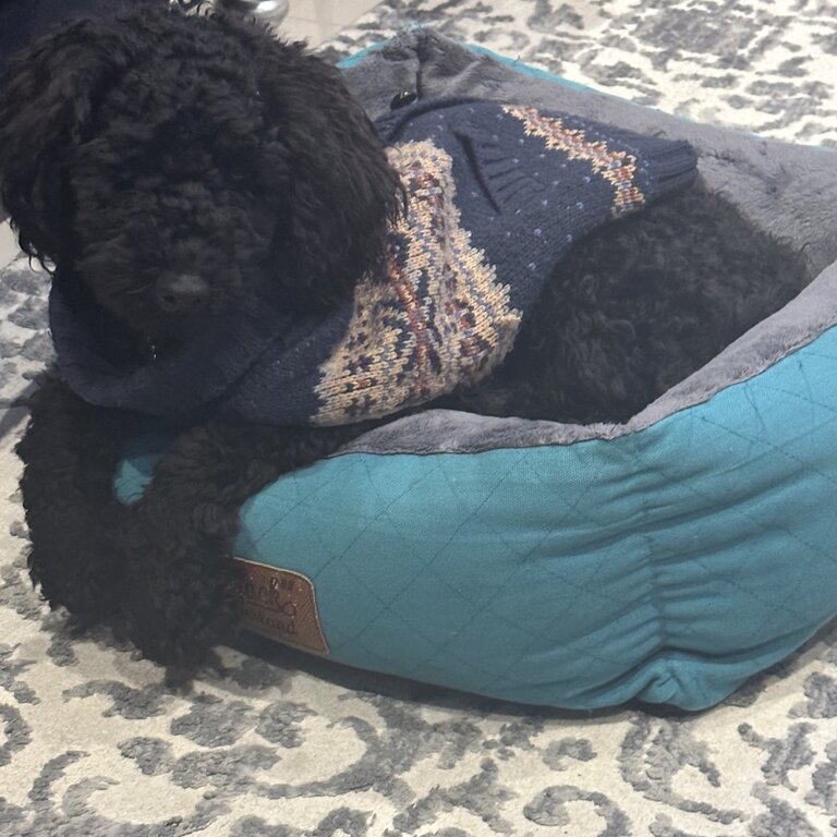 Toy poodle male black color 